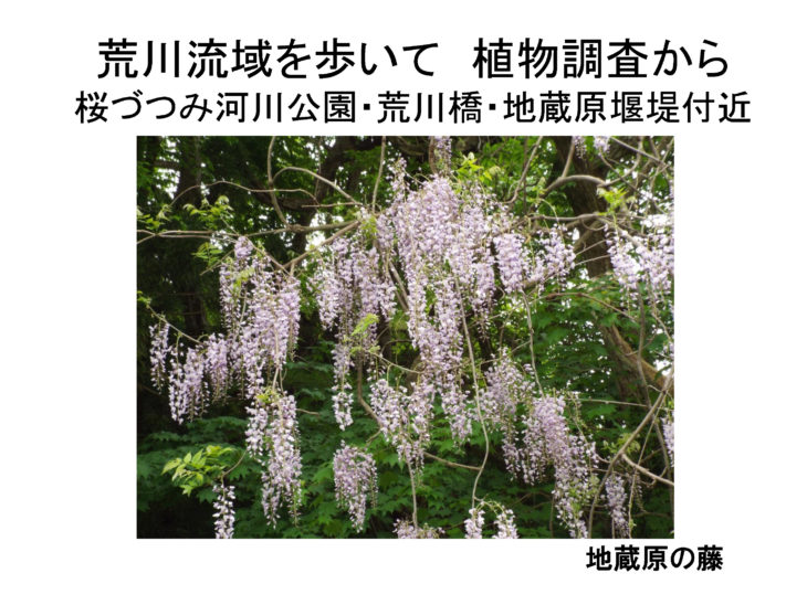 荒川を歩いて植物調査から